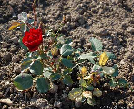 'Schweizer Gruss' rose photo