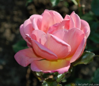 'Shot Silk' rose, click to enlarge 'Shot Silk' rose photo