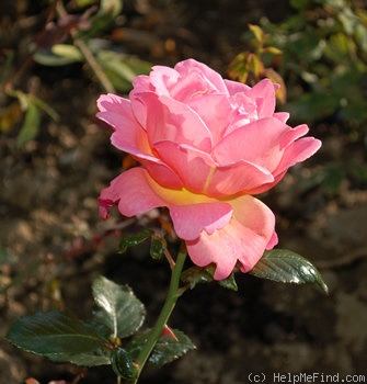 'Shot Silk' rose, click to enlarge 'Shot Silk' rose photo