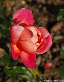 'Li Burés' rose photo