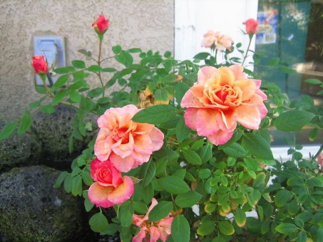 'God's garden'  photo