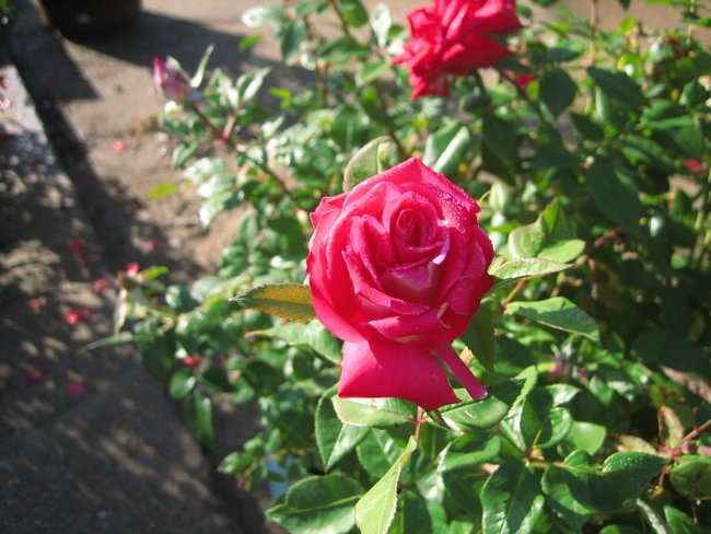 'God's garden'  photo