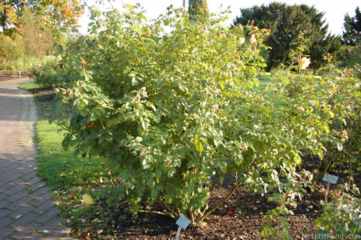 'Postillion ® (shrub, Kordes 1998)' rose photo