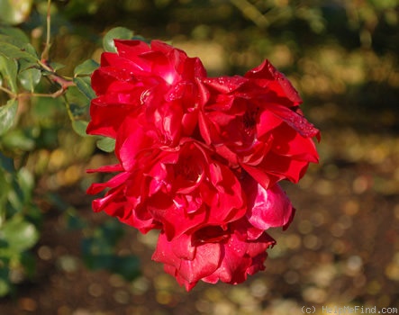 'Saarbrücken' rose photo