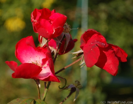 'Berlin (shrub, Kordes, 1949)' rose photo