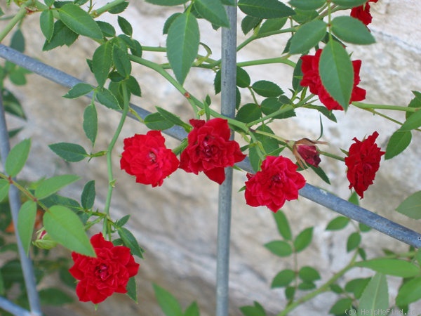 'Red Cascade' rose photo
