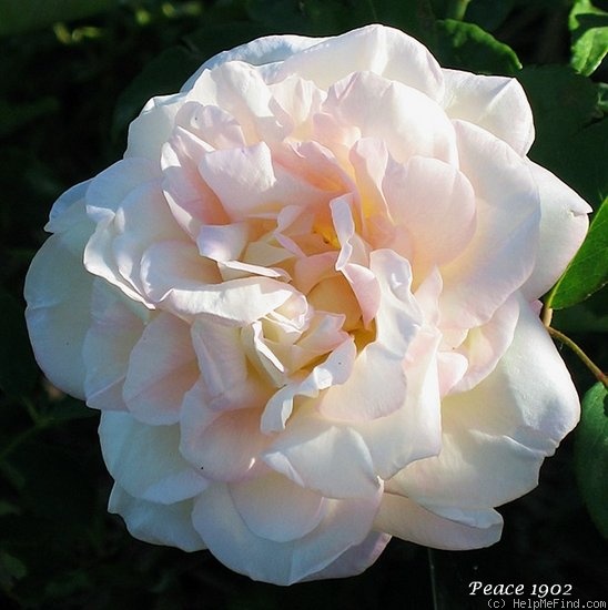 'Peace (tea, Piper 1902)' rose, click to enlarge 'Peace (tea, Piper 1902)' rose photo