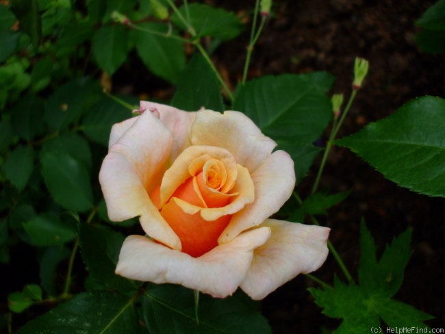 'Caramella ™ (shrub, Kordes before 2000)' rose photo