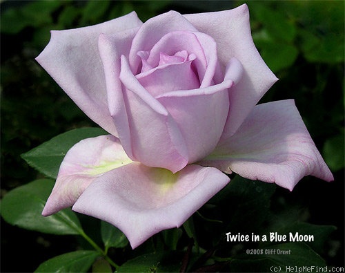'Twice in a Blue Moon' rose photo
