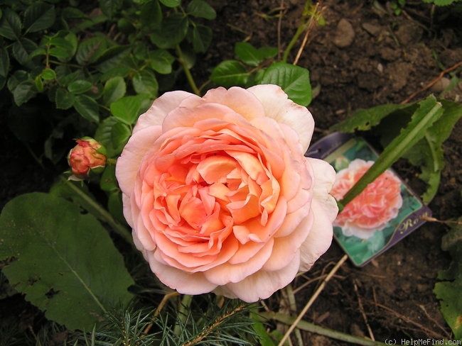'Abraham Darby' rose, click to enlarge 'Abraham Darby' rose photo