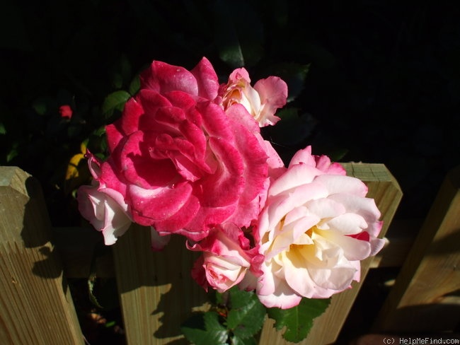 'La Minuette' rose photo
