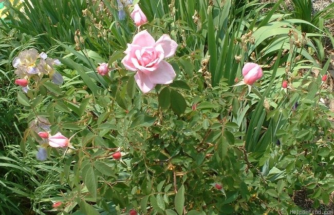 'Fragrant Cloud x <i>Rosa carolina</i>' rose photo