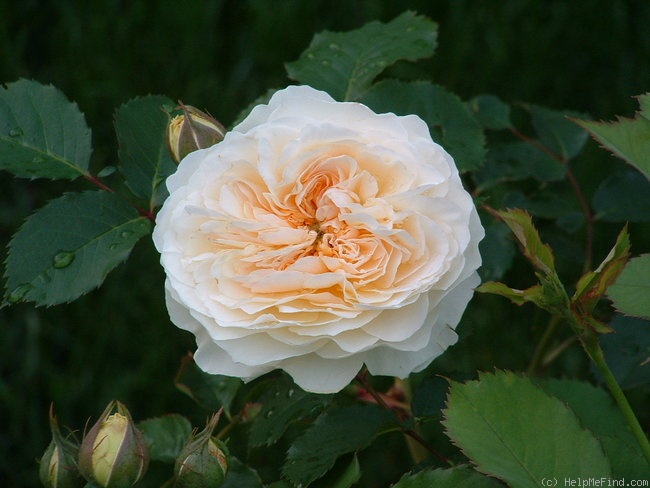 'Bredon ®' rose photo