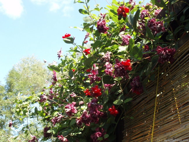 'Viticella 'Purpurea Plena Elegans'' clematis photo