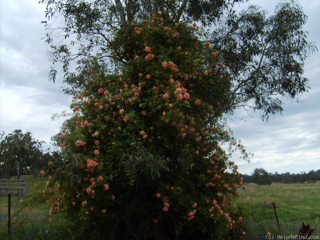 'Fortune's Double Yellow' rose photo