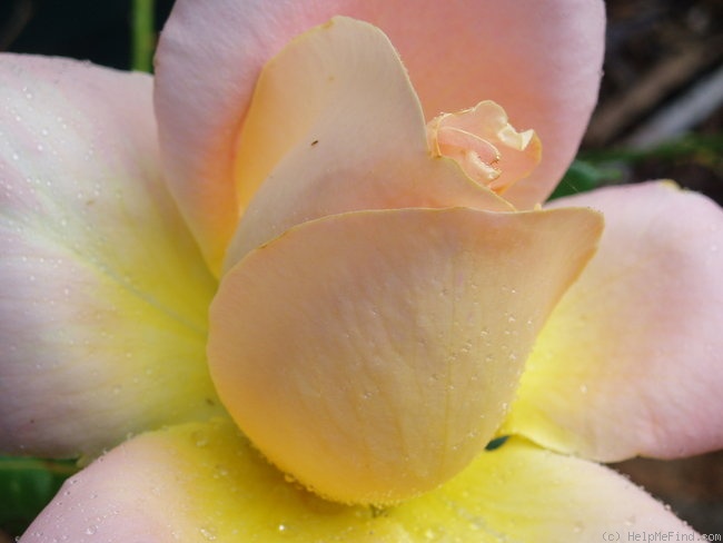 'Alpine Sunset ®' rose photo