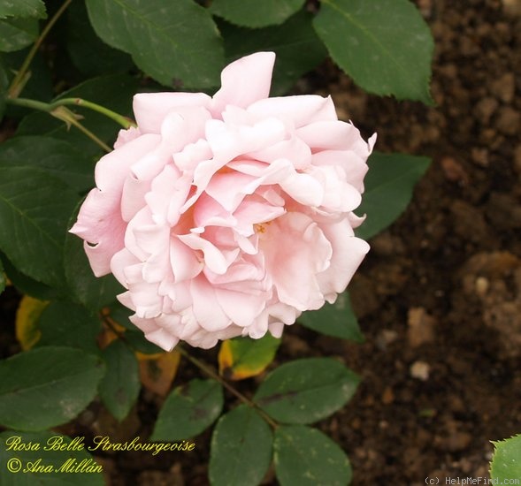 'Belle Strasbourgeoise' rose photo