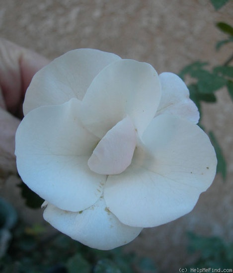 'SIDXLB' rose photo