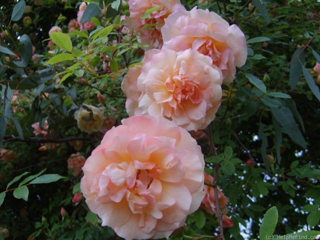 'Fortune's Double Yellow (China Cl, Fortune, 1844)' rose photo