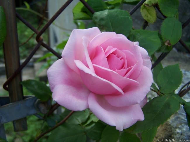 'Sir John Mills' rose photo