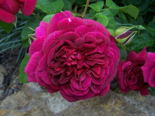 'The Dark Lady' rose photo