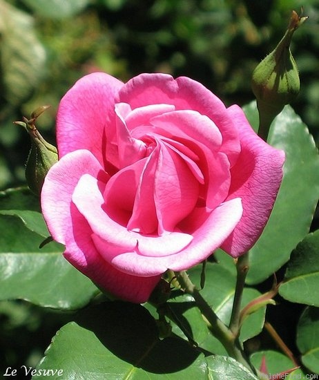 'Le Vésuve (china, Laffay, 1825)' rose photo