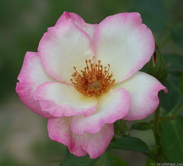 'Butterfly Wings' rose photo