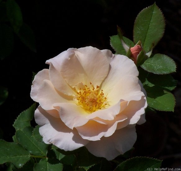 'Cicely Phippen Marks™' rose photo