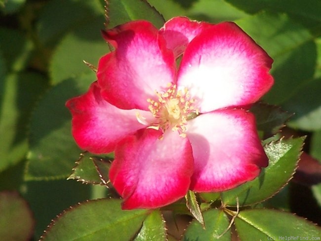 'Glamour Girl (mini-flora, Clements 1992)' rose photo