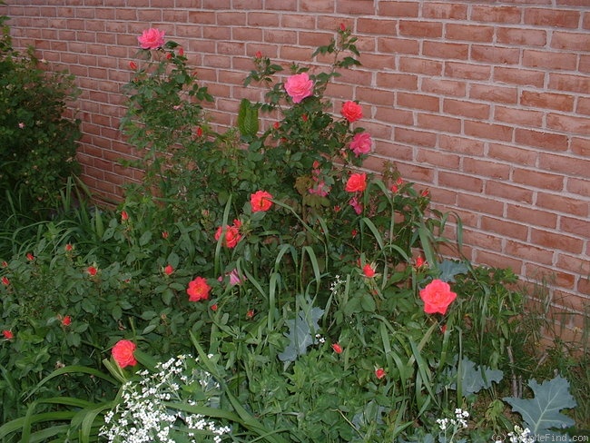 'MR1' rose photo