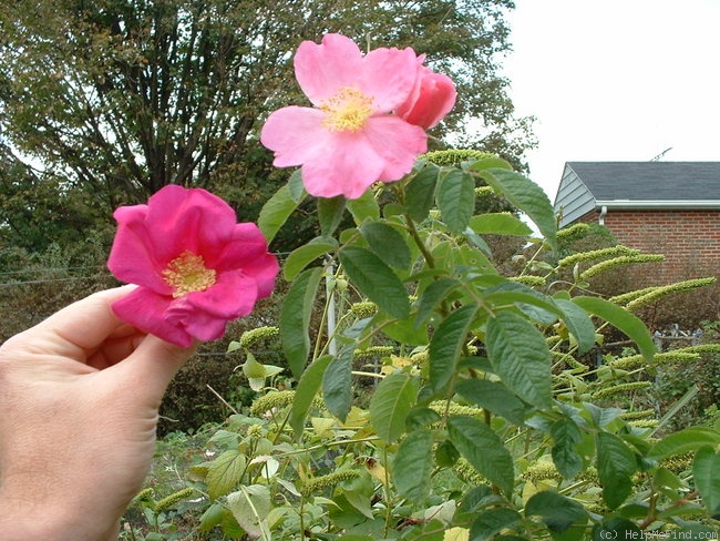 '<i>Rosa rugosa x Rosa carolina</i>' rose photo