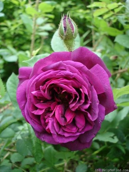 'Black Boy (moss, Kordes, 1958)' rose photo