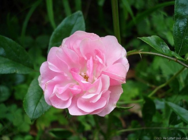 'Charmi (Hybrid Musk, Pemberton, 1927)' rose photo