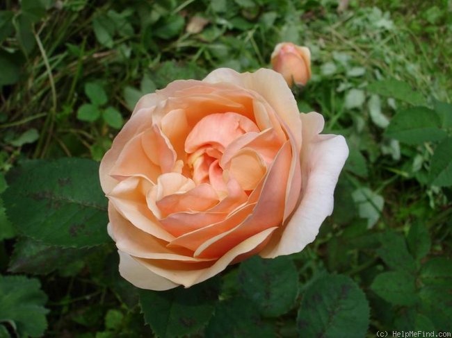 'Ellen ® (English Rose, Austin, 1984)' rose photo