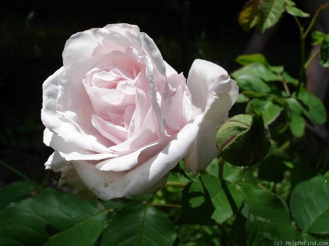 'Gruss an Labenz' rose photo