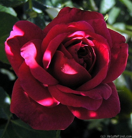 'Alicante' rose photo