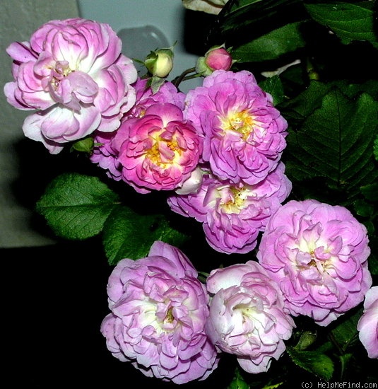 'Sweet Pea (Polyantha, Shoup, 2006)' rose photo