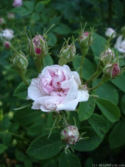 'Madame A. Labbley' rose photo