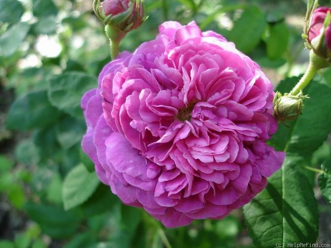'Minerve (Gallica)' rose photo