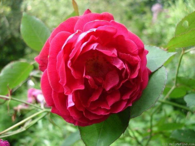 'Philomèle (noisette, Vibert, 1844)' rose photo