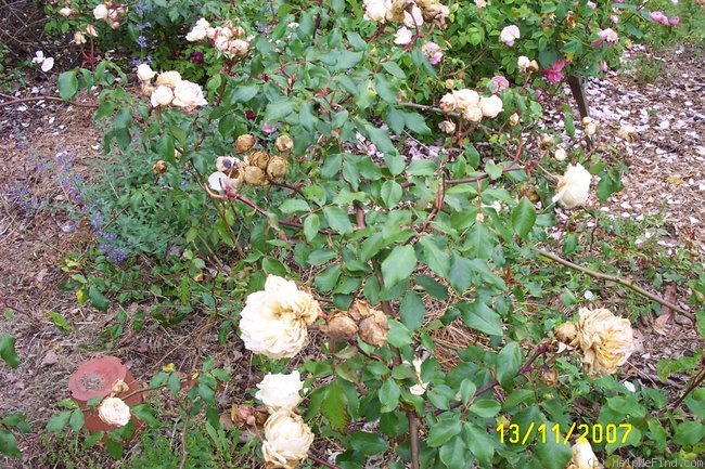 'E. Veyrat Hermanos' rose photo