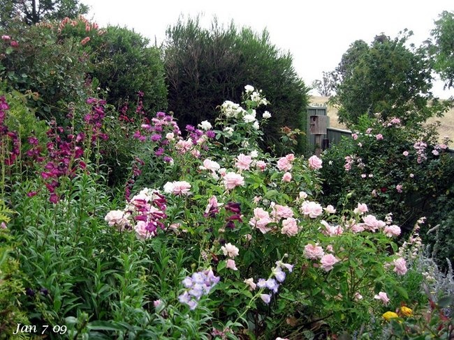 'Cree's Garden' , click to enlarge 'Cree's Garden'  photo