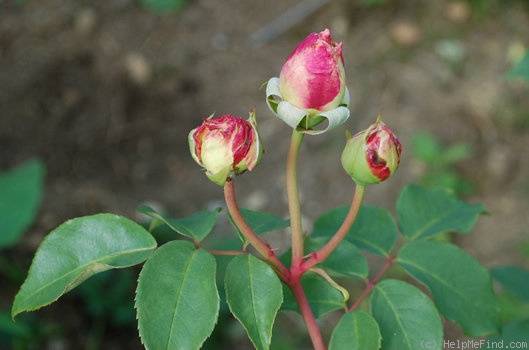 'E. Veyrath Hermanos' rose photo