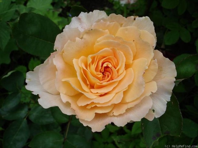 'Tamora (shrub, Austin, 1983)' rose photo