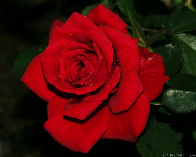 'Red Alert (Miniature, Moore, 1986)' rose photo