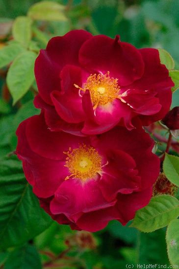 'Belle-Maiden' rose photo