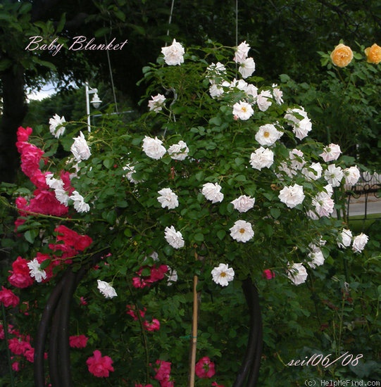 'Baby Blanket ®' rose photo