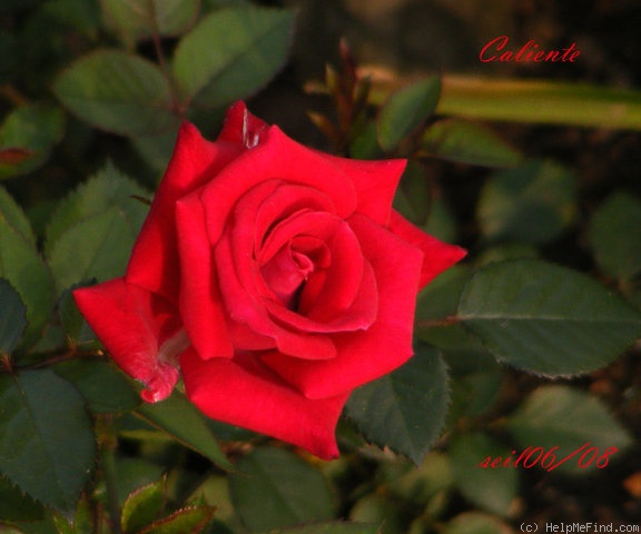 'Caliente ™ (miniature, Benardella, 2004)' rose photo