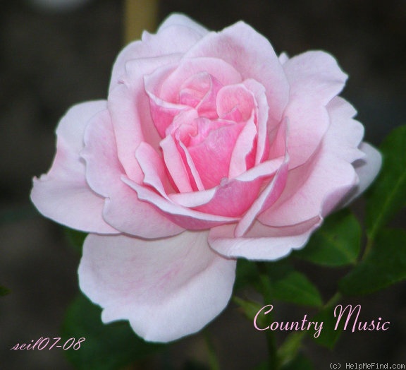 'Country Music (shrub, Buck, 1973)' rose photo