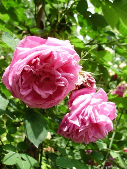 'Souvenir de Lucie' rose photo